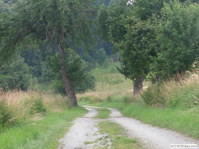 Alter Obstbaumbestand am Zischkowitzer Weg